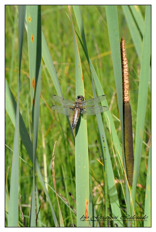 Libellula quadrimaculata??